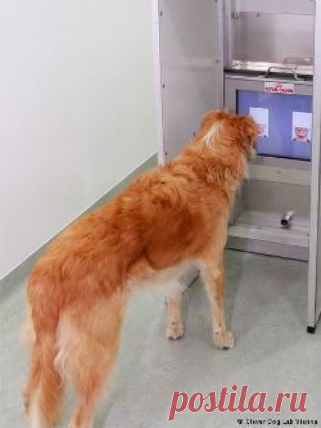 Собаки различают выражение лиц незнакомых людей | Все умницы