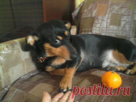 Матильда и мандаринка