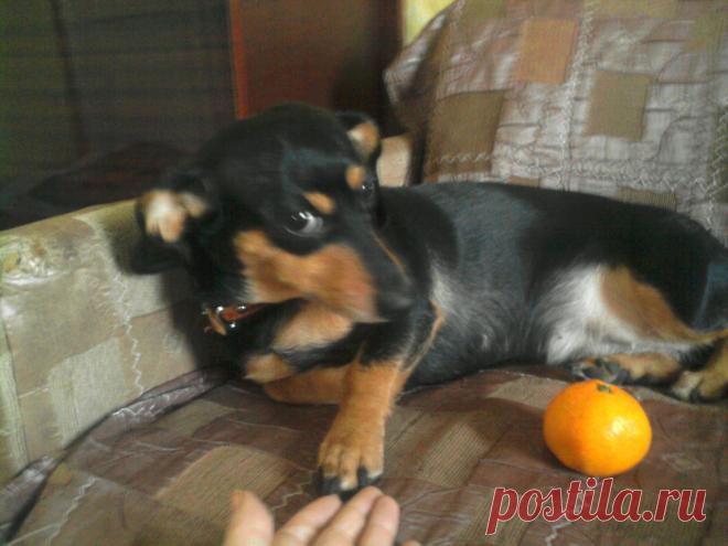 Матильда и мандаринка