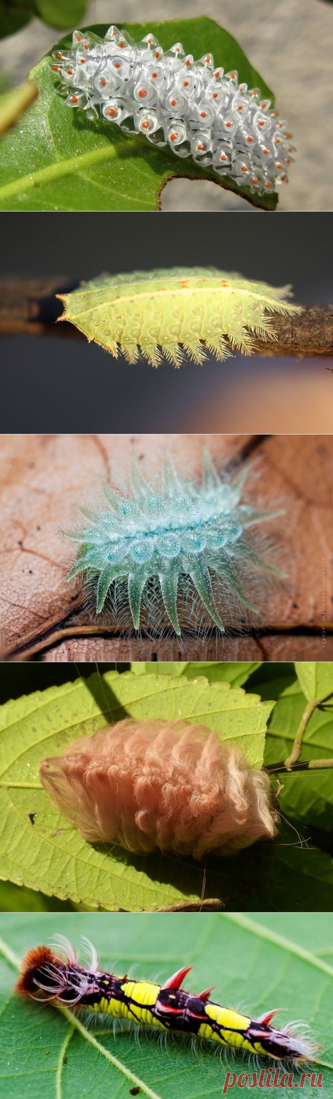 10 невероятно красивых гусениц
