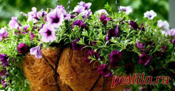 Подробная пошаговая схема по выращиванию петуний. И ваш сад зацветёт! Загрузка... Петуния – любимица  большинства женщин. Эта яркая красотка украсит и балкон и загородный участок разнообразием цветов, пышным  и длительным цветением и простотой в уходе. Но, к сожалению, не все …