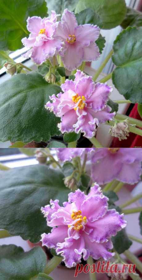 ЛЕ – Самара - Российская и Украинская селекция - Каталог фиалок - Фиалки. г.Даугавпилс