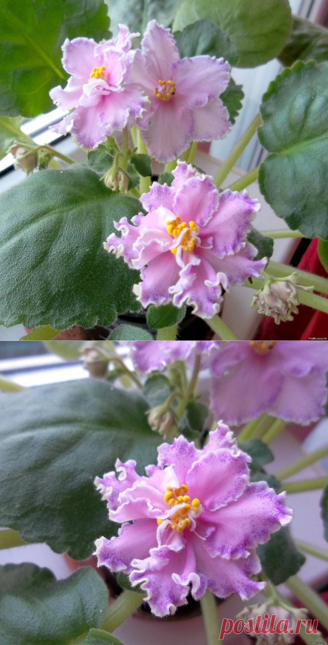 ЛЕ – Самара - Российская и Украинская селекция - Каталог фиалок - Фиалки. г.Даугавпилс