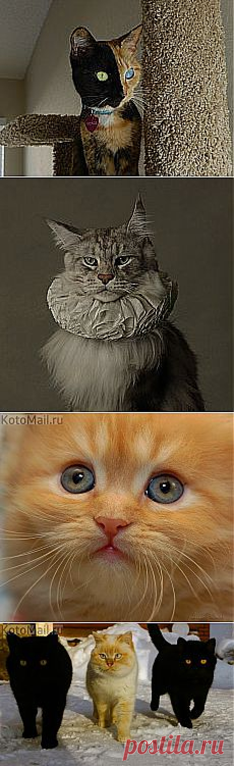 Maine Coon и другие материалы. Новое в Вашей подборке на Постила.ru - cherepaschuk@mail.ru - Почта Mail.Ru