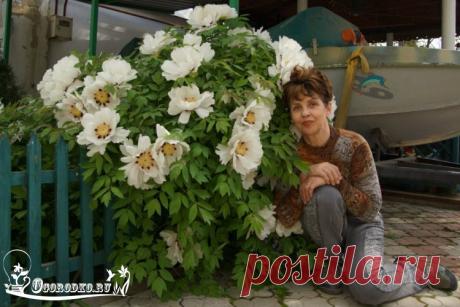 Древовидный пион – посадка и уход Узнайте, как производится посадка древовидного пиона весной и осенью, когда лучше? Как и когда обрезать пион? Чем и когда подкармливать, почему не цветет…