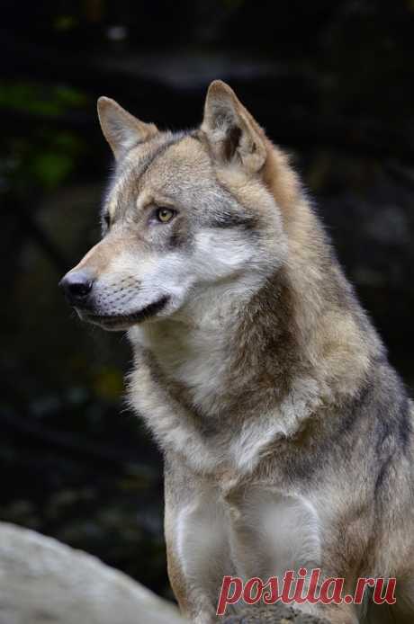 wolfsheart-blog: Beautiful Grey Wolf by Owlstalk - The Endless Forest
