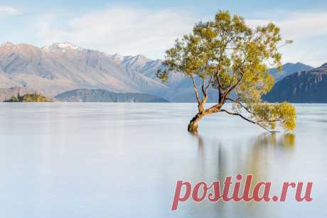 Lone Tree on Lake Wanaka by Loïc Lagarde / 500px