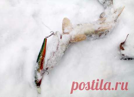 Канава  


 

Декабрь в этом году отличился изменчивым нравом. То, раздувая щеки и ноздри, дует он на нас своей непролазной пургой, то морозит и вновь дивит предновогодней оттепелью «за ноль по Цельсию». При…