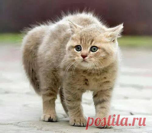 Мой Мир@Mail.Ru