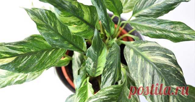 Спатифиллум вариегатный — особенности ухода — Ботаничка