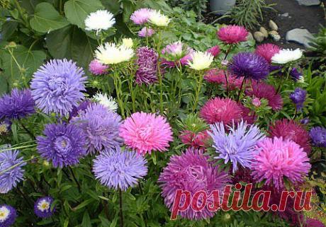 КТО ИЗ ВАС НЕ ЛЮБИТ АСТРУ?.. | Самоцветик