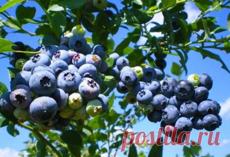 Подкормка и удобрение голубики весной, летом и осенью &nbsp;Подкормка и удобрение голубики весной, летом и осенью&nbsp;Автор&nbsp;Надежда ЧиликинаВ последнее время голубику все чаще можно встретить на дачных участках. Однако не все садоводы могут похвастаться хорошим урожаем. Всё дело в том, что растение очень требовательно не только к...