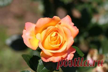 Цветы | Фотографии сергей ефременко | 9668 фото