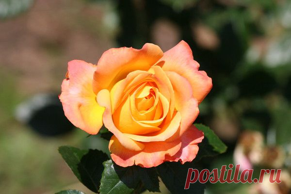 Цветы | Фотографии сергей ефременко | 9668 фото