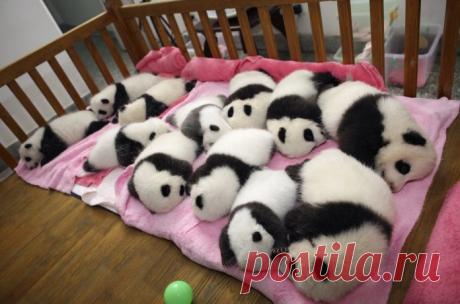 Потрясающие фото детенышей панды, которые поднимут вам настроение