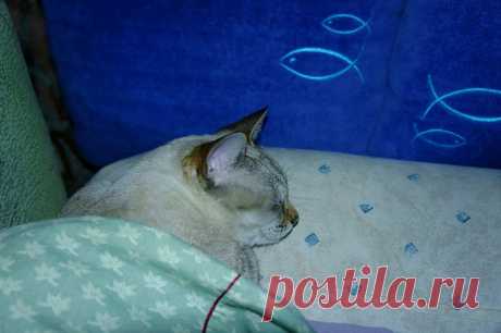 Сон про рыбки