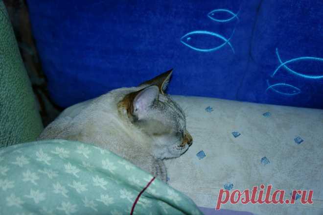 Сон про рыбки