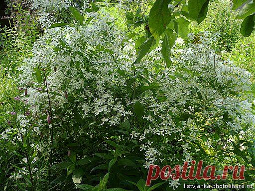 Мелкоцветковые клематисы | Самоцветик