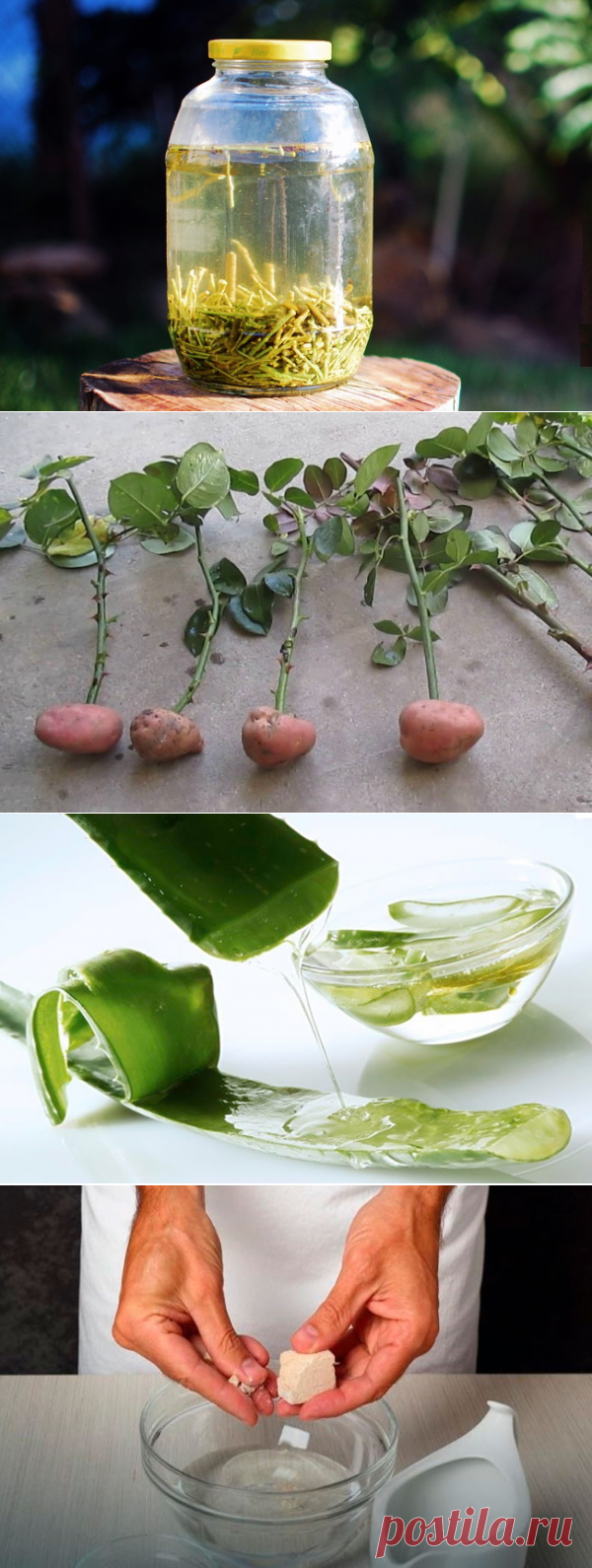 Чем можно заменить стимуляторы корнеобразования дома