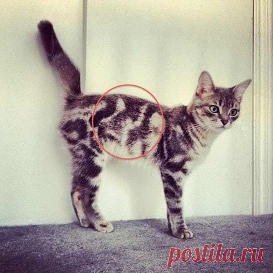 Два в одном
