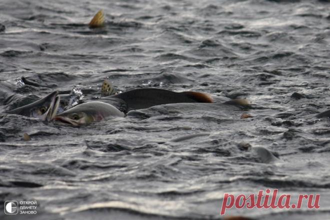 Впечатляющий мыс Великан, Сахалин. Мыс «Великан» — памятник природы, одно из самых красивых и удивительных морских побережий Сахалина. Причудливые скалы, в очертаниях которых кто-то видит льва, выходящего из моря, кто-то таинственный замок, а кто-то голову богатыря-великана, задремавшего у кромки воды, высятся вдоль всего...