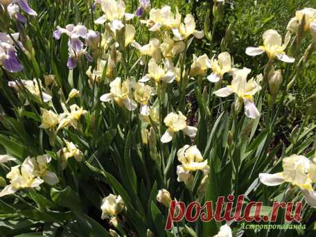 Ирисы для Рака | Астропропаганда | Яндекс Дзен
Автор статьи: астролог Нина Стрелкова. астения Рака при всей их любви к воде, способны жить где угодно. Часто это луковичные, корневищные растения, всегда имеющие при себе запас питательных веществ, растения с мощными, цепкими корнями, которые умеют добывать себе питание даже в скудной почве. Ирис может расти в степи, полупустыне и даже в пустыне. Такой же «живучестью» и неприхотливостью они наделяют людей, избравших их в качестве своего...