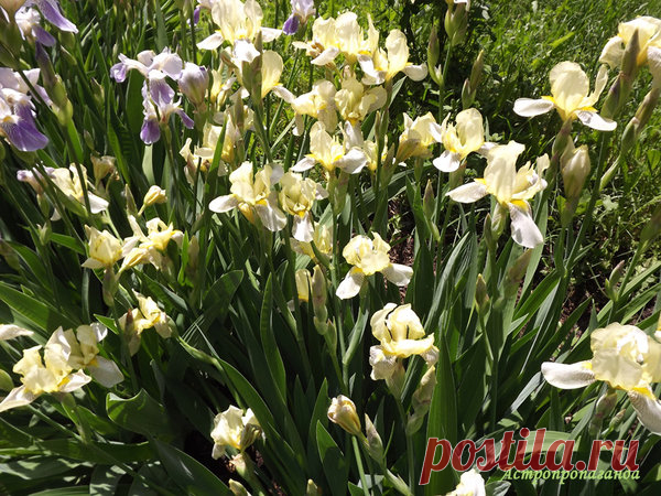 Ирисы для Рака | Астропропаганда | Яндекс Дзен
Автор статьи: астролог Нина Стрелкова. астения Рака при всей их любви к воде, способны жить где угодно. Часто это луковичные, корневищные растения, всегда имеющие при себе запас питательных веществ, растения с мощными, цепкими корнями, которые умеют добывать себе питание даже в скудной почве. Ирис может расти в степи, полупустыне и даже в пустыне. Такой же «живучестью» и неприхотливостью они наделяют людей, избравших их в качестве своего...