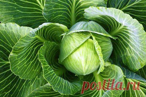 Накормите капусту...пастой!!!

Если бы не испытала этот метод , никогда бы в такое не поверила. Еще в прошлом году соседка посоветовала обработать кочаны от гусениц капустной белянки...обыкновенной зубной пастой. Я недоверчиво посмеялась, бороться решила химикатами и проиграла "сражение" - почти вся моя капуста пропала. В этом году я все-таки рискнула "н%D