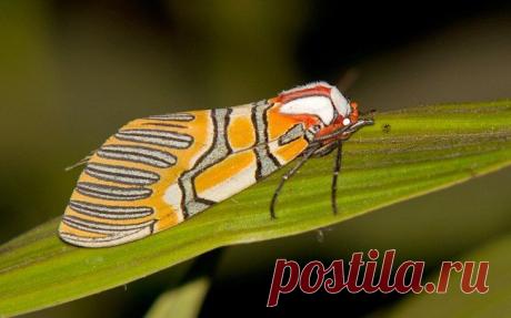 Пёстрая медведица Anaxita decorata.
Обитает эта прелесть в Мексике и Южной Америке