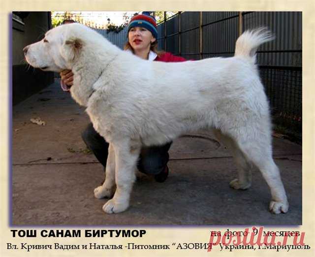 Питомник среднеазиатских овчарок (САО) - "Тош Санам" - Страница 9 - БУДКА.уз