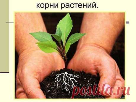 СТИМУЛЯТОРЫ ОБРАЗОВАНИЯ КОРНЕЙ ИЗ ПОДРУЧНЫХ СРЕДСТВ