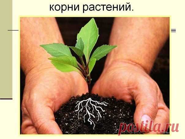 СТИМУЛЯТОРЫ ОБРАЗОВАНИЯ КОРНЕЙ ИЗ ПОДРУЧНЫХ СРЕДСТВ