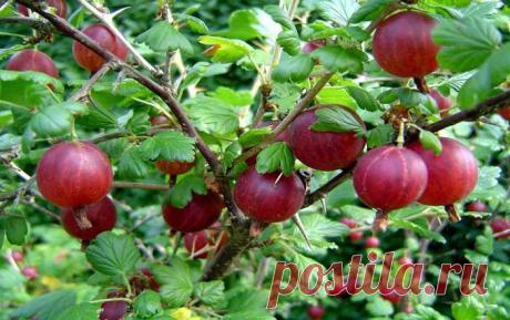 Как обрезать крыжовник?