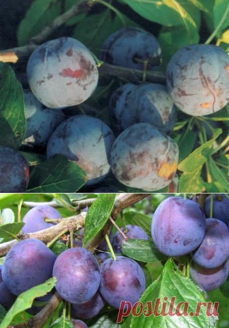 Чтобы слива плодоносила