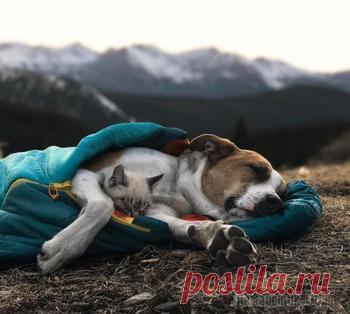 Люди делятся смешными и милыми фотографиями своих домашних животных