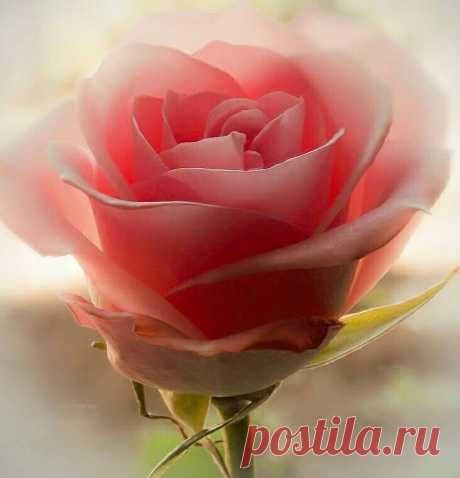 (7) Facebook