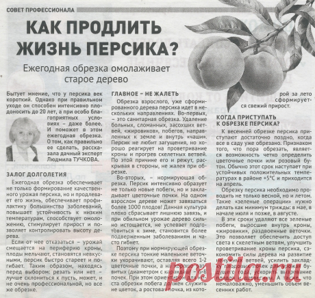 Как продлить жизнь персика