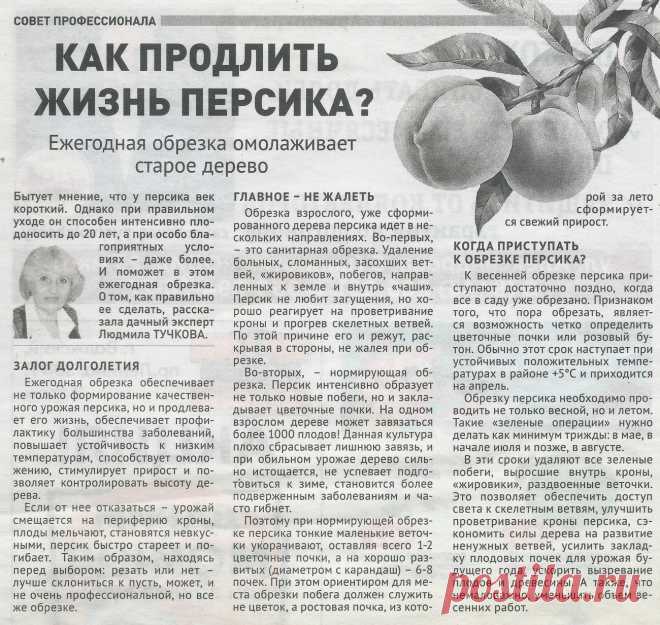 Как продлить жизнь персика