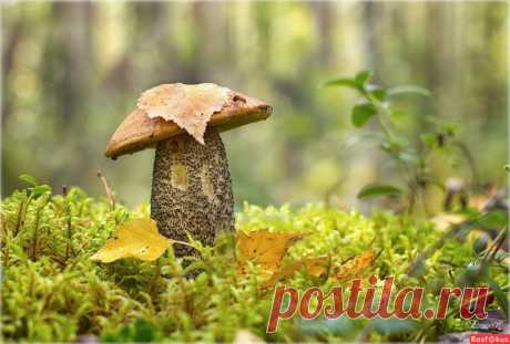Фото: Подосиновик. Tatyana Karmanova. Природа - Фото и фотограф на Расфокусе.