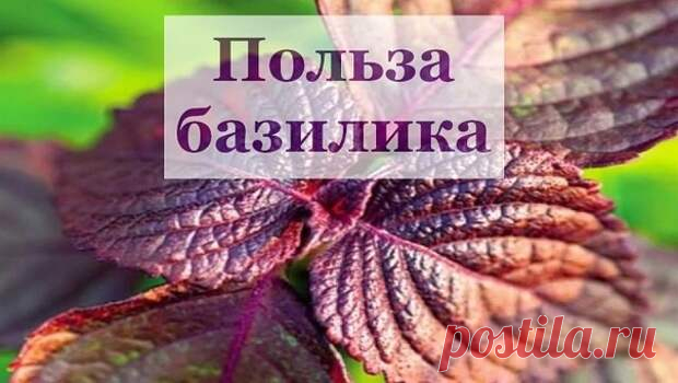 15 ЧУДЕСНЫХ ПРИМЕНЕНИЙ БАЗИЛИКА - Копилка советов на каждый день - медиаплатформа МирТесен 1. Поднимает общий тонус, что так важно для нас осенью и зимой, когда мы частенько начинаем впадать в хандру и засыпать на ходу.2. Восстанавливает работу желудочно-кишечного тракта. Он стимулирует пищеварение, не позволяя пище застаиваться в желудке.3. Народная медицина рекомендует использовать