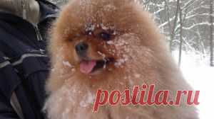 Как в мою жизнь пришел Бонифаций | Женский мир