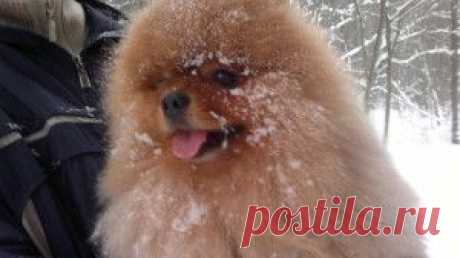 Как в мою жизнь пришел Бонифаций | Женский мир