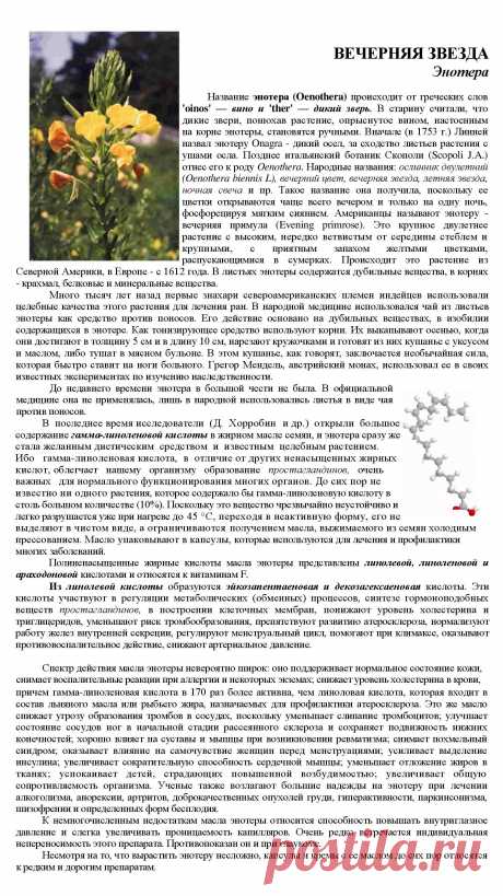 Энотера - вечерняя звезда