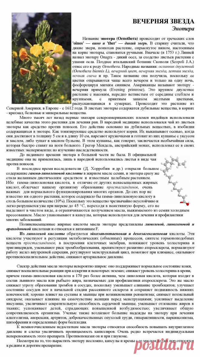 Энотера - вечерняя звезда