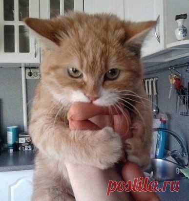 Сосиски не отдам !