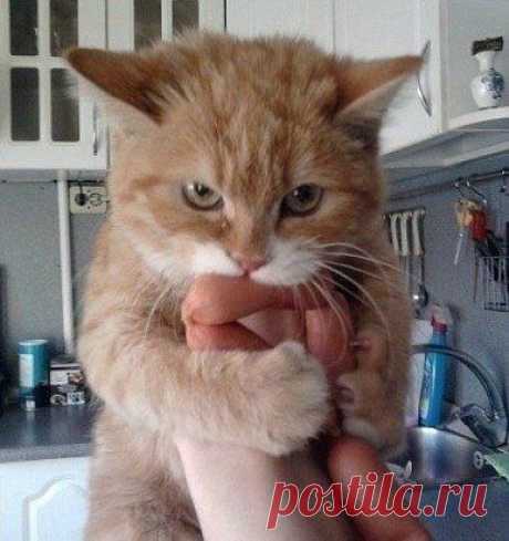 Сосиски не отдам !
