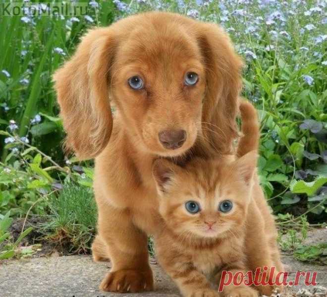 Солнечные друзья