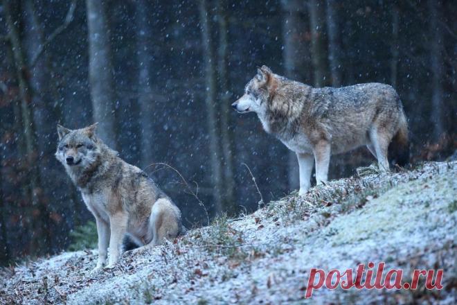 10 удивительных фактов об эволюции собак.
Посмотрите на своего четвероногого спутника рядом с вами. Будь то крошечная, нахальная чихуахуа, огромный, но ласковый сенбернар или что-то среднее между ними. Эта мордочка, которую вы видите снова и снова, сформировалось в результате тысячелетней эволюции собак!
Изображение от vladimircech на Freepik
