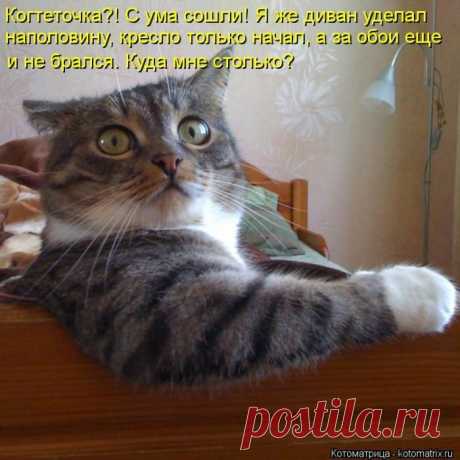 Котоматрицы | Писец - приколы интернета