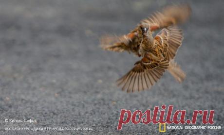 Фотоконкурс «Дикая природа России - 2014» | Страница 9